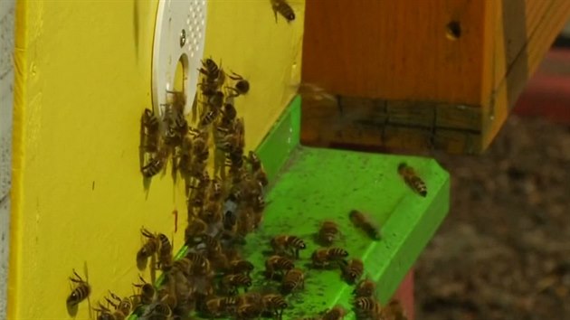 Včely jsou umístěné na střeše kongresového centra.