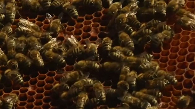 Podle rozboru i městské včely mají med bez příměsí škodlivých látek.