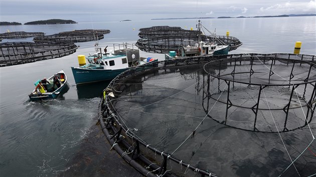 Losos farma Cooke Aquaculture v provincii New Brunswick v Kanad