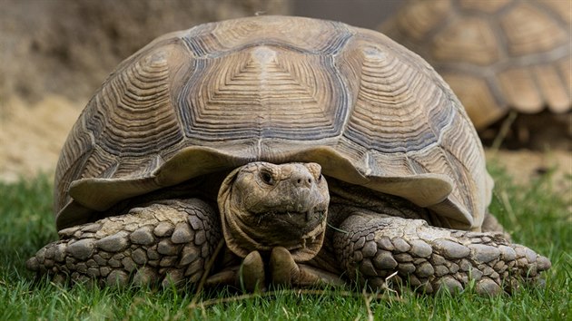 Dospělá želva ostruhatá z ostravské zoologické zahrady.