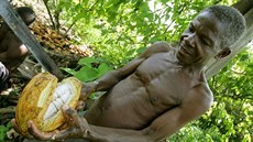 Pobeí slonoviny je nejvtím producentem kakaa na svt. ást produkce roste...