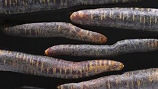 Ilustra�ní snímek