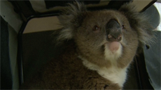 Koala peila 16 km jízdy v náprav auta, idi potom zaslechl její kik
