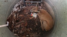 Srn�e uvázlo v kanálu. Zachránil ho jezev�ík Kuba.