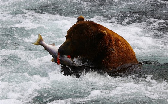 Medvěd ulovil lososa