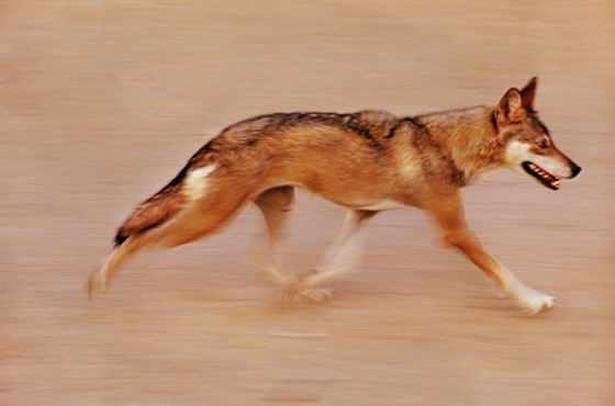 V Izraeli ím dál astji útoí vlci. Ilustraní foto z Negevské pout.