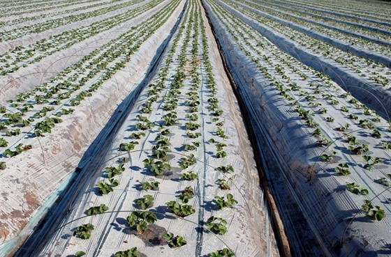 jahodová pole v izraelském mošavu Cofit.