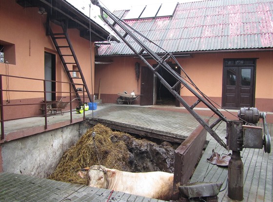 Hasii zachraovali 700kilogramového býka, který spadl do hnojit.