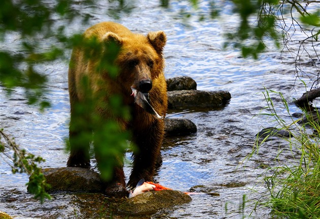 Medvěd s uloveným lososem
