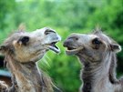 Soutní píspvek do fotosoute poádané Zoo Praha