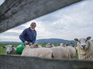 Farmái na Broumovsku mají problémy s vlky, kteí napadají jejich stáda ovcí a...