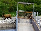 Medvdice s medvíaty u mostku pro turisty