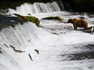 Lososi vyskakují z vody u vodopád Brooks