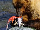 Medvd porcuje lososa