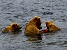Medvědice s medvíďaty ve vodě 