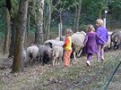 Pást ovce mete i v branické Teovce.