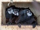 V Zoo Dvorec se tamarínm sedlovým narodila dvojata. Malé drápkaté opiky ijí...