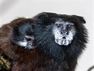V Zoo Dvorec se tamarínm sedlovým narodila dvojata. Malé drápkaté opiky ijí...