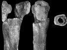 První prokazateln dinosauí kost z eského území objevená v roce 2003, na...