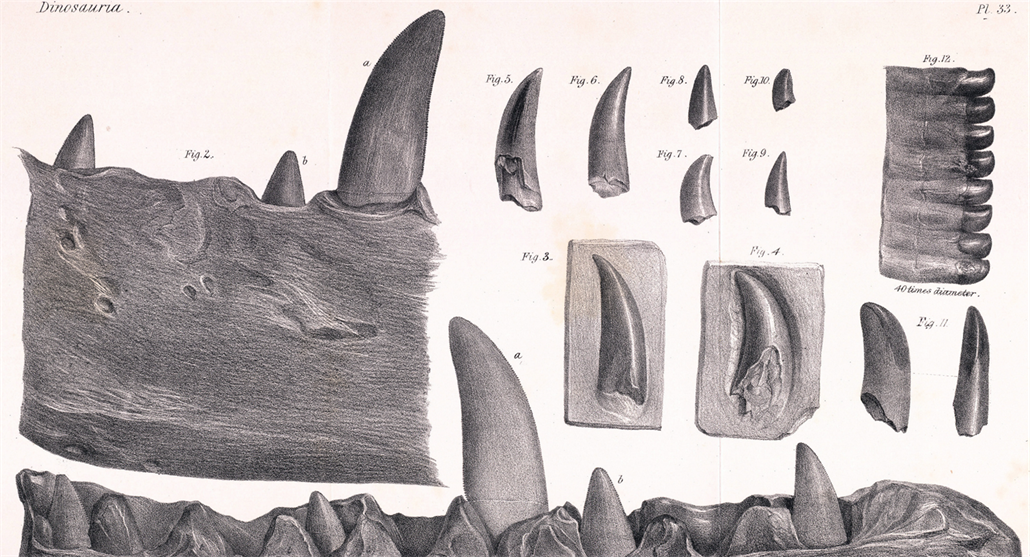 Většinu dinosaurů jsme popsali až v novém tisíciletí, prvního před 222 lety