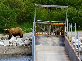 Medvědice s medvíďaty u mostku pro turisty