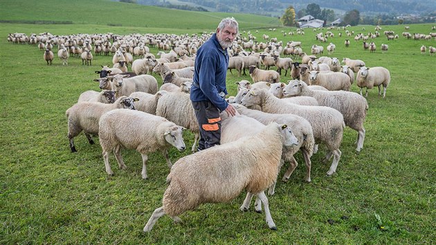 Farmáři na Broumovsku mají problémy s vlky, kteří napadají jejich stáda ovcí a telat (27. září 2017).