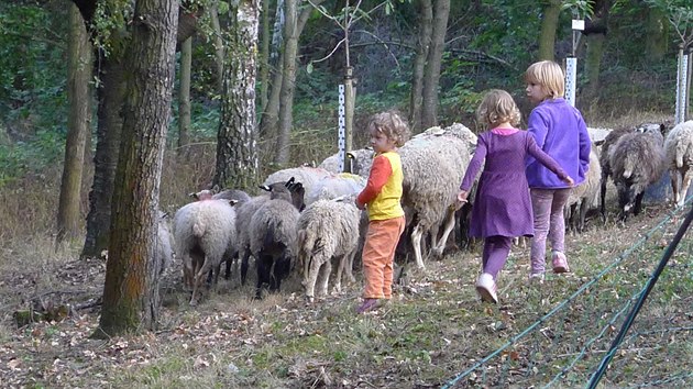 Pást ovce můžete i v branické Třešňovce.