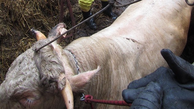 Hasii zachraovali 700kilogramovho bka, kter spadl do hnojit.