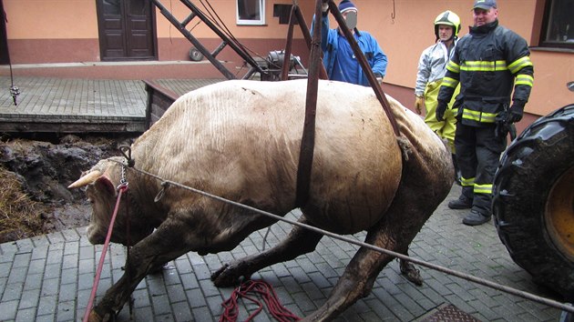 Hasii zachraovali 700kilogramovho bka, kter spadl do hnojit.