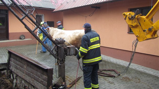 Hasii zachraovali 700kilogramovho bka, kter spadl do hnojit.