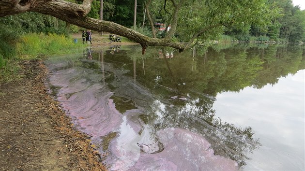 Rov zabarven Kamennho rybnku v Plzni zpsobila bakterie.