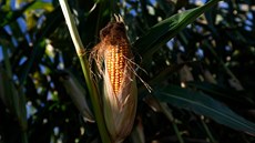 Ilustra�ní snímek