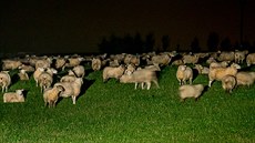 Farmáři na Broumovsku mají problémy s vlky, kteří napadají jejich stáda ovcí a...