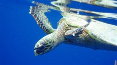 Kareta pravá (Eretmochelys imbricata)