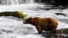 Medvd íhá na lososy u vodopád Brooks