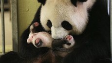 Kamery zachytily vývoje malé pandy