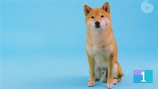 Shiba inu psobí díky hebké husté srsti jako plyák.