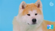 Akita inu je ze esti japonských loveckých plemen nejvtí.