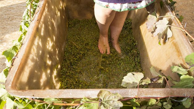 V boršickém vinařství Dvůr pod starýma horama si připomněli začátek sklizně šlapáním hroznů (30. září 2017).