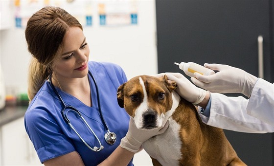 Pokud se stav nezlepí a zvíe stále cítí bolest, je as navtívit veterináe.