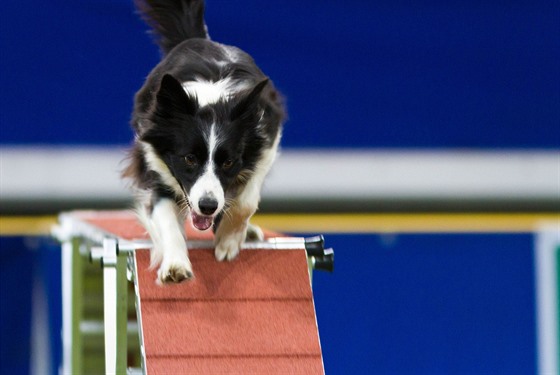 Dvoukolové závody se skládají z jumpingu (skákání) a agility (hbitost).