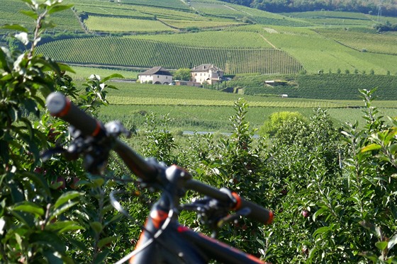 Jablené sady a vinice v okolí Traminu