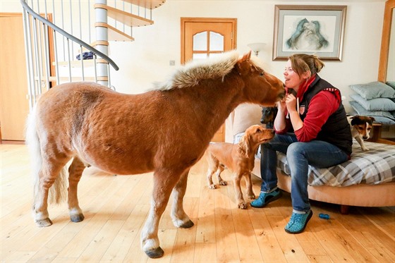 Sedmnáctiletý shetlandský pony jménem Wee Bob miluje mazlení.