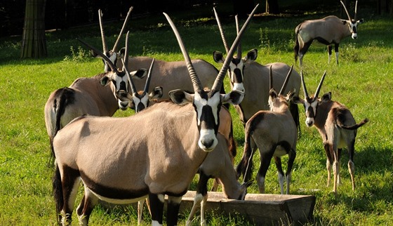 Pohled na oryxe jihoafrické, které olomoucká zoologická zahrada na Svatém...