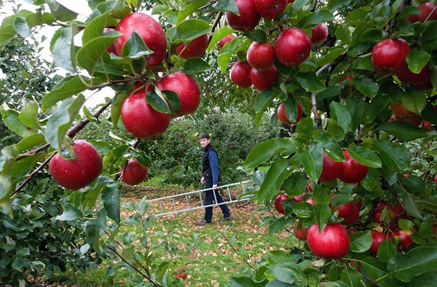 Sada Milo Tho z Pnína si letoní úrodu jablek pochvaluje.