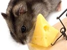 Myi mají rády nejen sýr, ale i chléb s patikou i oechy