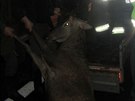 Na Valasku se brzo ráno stetlo auto s jelenem, který nehodu nepeil (8....
