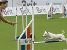 Mistrovství svta v agility se konalo v Liberci (6. íjna 2017).