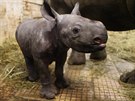 Ve dvorsk zoo se narodilo mld nosoroce