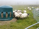 Do Krkono se vracejí stáda ovcí